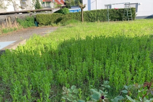 Garten vor der Pflege mit hohem Gras und Unkraut